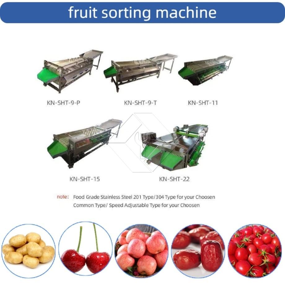 Máquina clasificadora automática comercial, máquina clasificadora de clasificación de frutas, tomate cherry, ajo