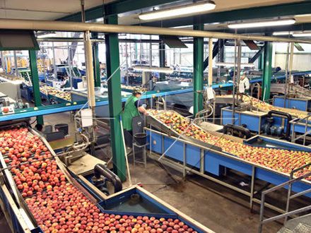 La capacidad de procesamiento de la línea automática de lavado, secado y clasificación de frutas y verduras es generalmente de entre 300 kg/h y 3000 kg/h.